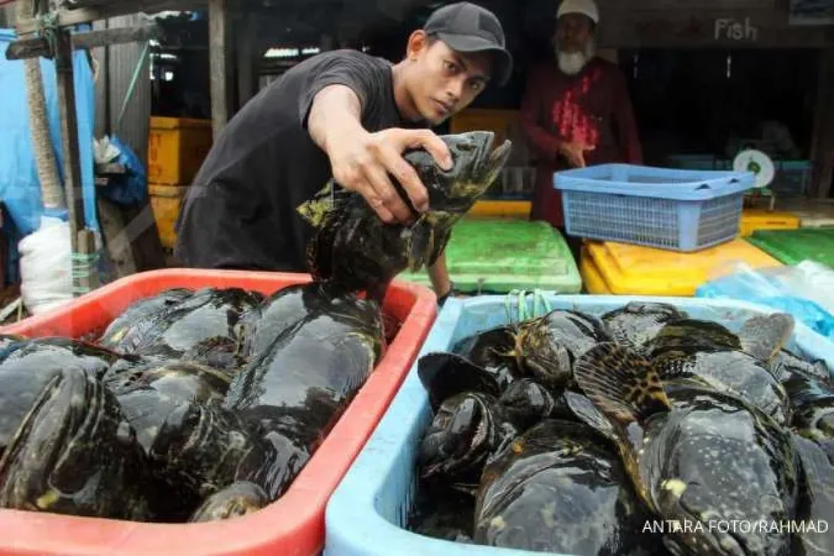 Ikan Ini Ternyata Paling Sehat Dikonsumsi dan Rasanya Paling Enak