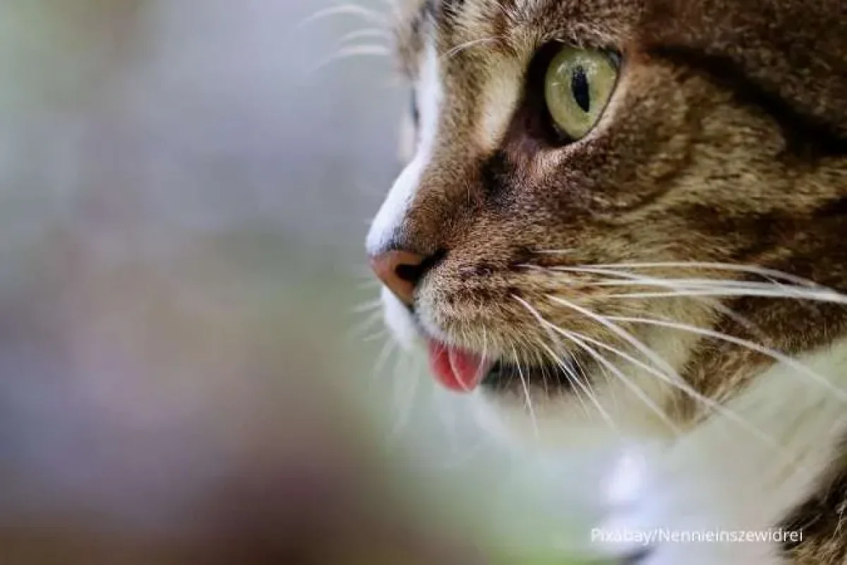 Kelebihan Vitamin A Dapat Menyebabkan Keracunan pada Hewan Kucing